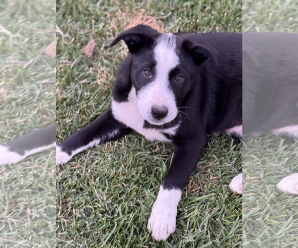 Medium Photo #3 Labrador Retriever-Unknown Mix Puppy For Sale in Sandy, UT, USA