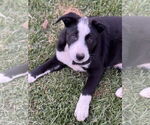 Small #2 Labrador Retriever Mix