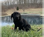 Small Photo #4 Labrador Retriever Puppy For Sale in READING, PA, USA