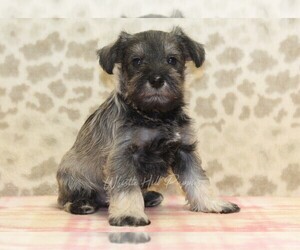 Schnauzer (Miniature) Puppy for sale in DENVER, PA, USA