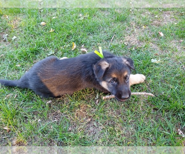 Medium Photo #6 German Shepherd Dog Puppy For Sale in OAK GROVE, OR, USA