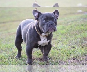 American Bully Puppy for sale in RICHMOND, TX, USA