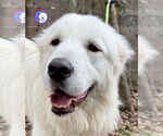 Small Great Pyrenees