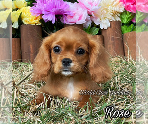 Cavalier King Charles Spaniel Puppy for sale in MIAMI, FL, USA