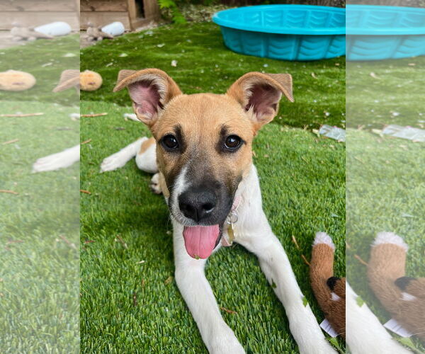 Medium Photo #1 Mutt Puppy For Sale in Sandy, UT, USA