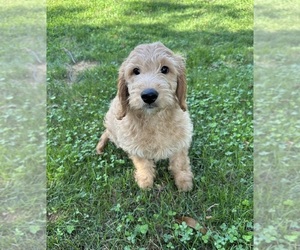 Goldendoodle Puppy for sale in BRICK, NJ, USA