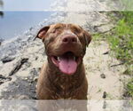Small #1 American Pit Bull Terrier Mix