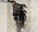Small #3 German Shepherd Dog Mix