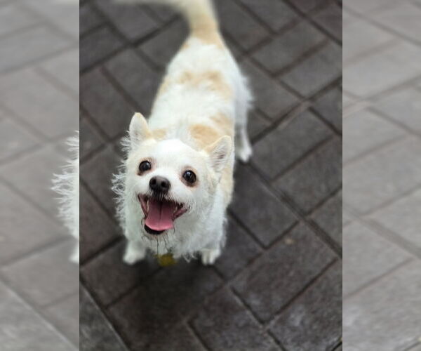 Medium Photo #13 Mutt Puppy For Sale in Sandy, UT, USA