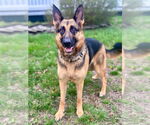 Small #1 German Shepherd Dog