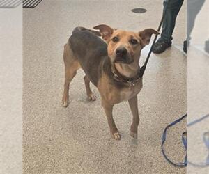 German Shepherd Dog-Unknown Mix Dogs for adoption in Houston, TX, USA