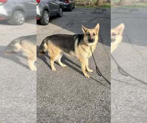 German Shepherd Dog-Unknown Mix Dogs for adoption in Springdale, PA, USA
