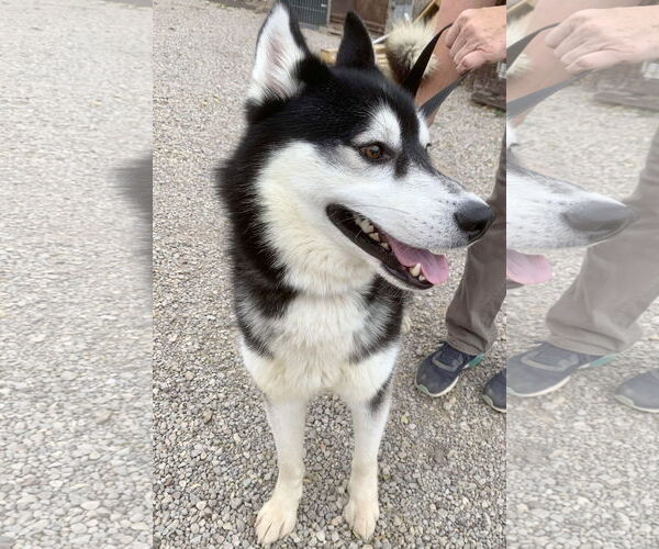 Medium Photo #7 Siberian Husky Puppy For Sale in Cedar Crest, NM, USA