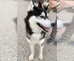 Small #6 Siberian Husky
