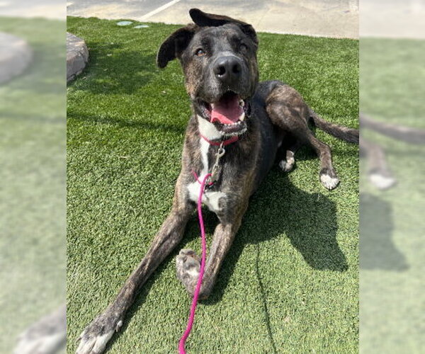 Medium Photo #4 American Staffordshire Terrier-German Shepherd Dog Mix Puppy For Sale in Ventura, CA, USA