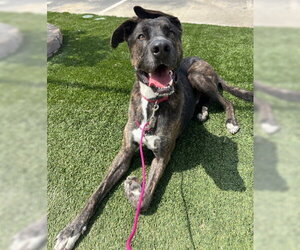 American Staffordshire Terrier-German Shepherd Dog Mix Dogs for adoption in Ventura, CA, USA