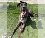 Small #3 American Staffordshire Terrier-German Shepherd Dog Mix