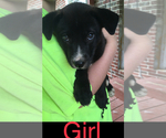 Small Photo #6 American Pit Bull Terrier-Siberian Husky Mix Puppy For Sale in FLINTSTONE, GA, USA