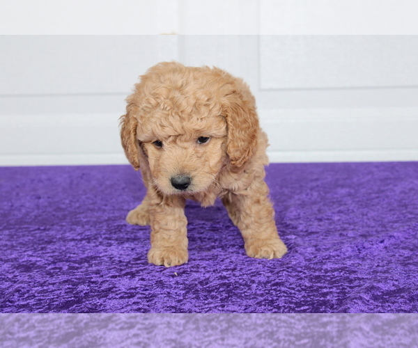 Medium Photo #8 Goldendoodle (Miniature) Puppy For Sale in BLOOMINGTON, IN, USA