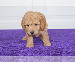 Small Photo #8 Goldendoodle (Miniature) Puppy For Sale in BLOOMINGTON, IN, USA