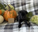 Puppy Twain Puggle