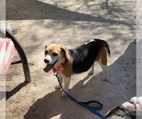 Medium Photo #5 Beagle Puppy For Sale in Las Vegas, NV, USA