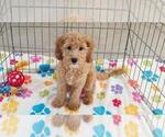 Frankie - Male Cavapoo mix (+ Poodle Miniature) Puppy for Sale - Photo #3