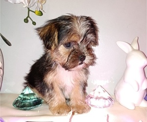Morkie Puppy for Sale in SALEM, Massachusetts USA
