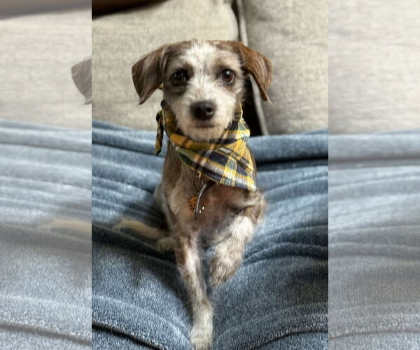 Medium Photo #3 ShiChi Puppy For Sale in Phoenix, AZ, USA
