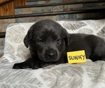 Puppy Sunny Labrador Retriever