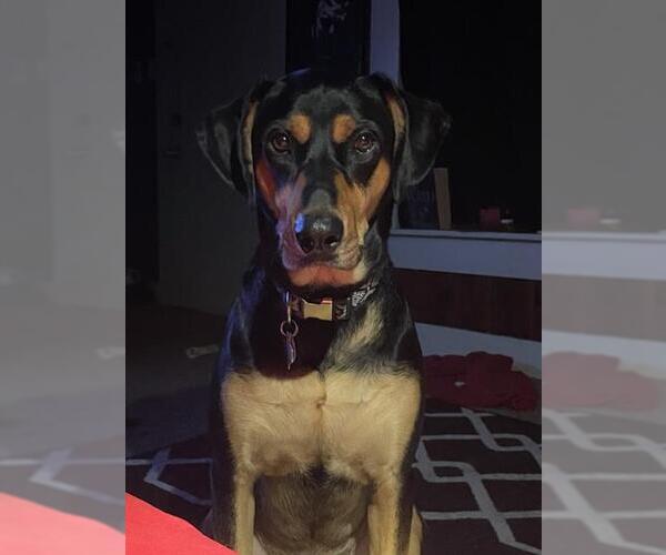 Medium Photo #1 Rottweiler-Unknown Mix Puppy For Sale in San Antonio, TX, USA