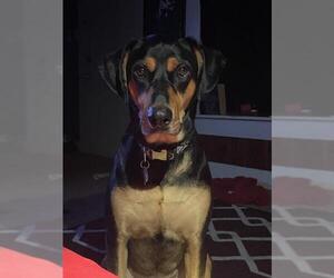 Rottweiler-Unknown Mix Dogs for adoption in San Antonio, TX, USA