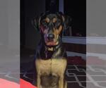 Small Rottweiler Mix