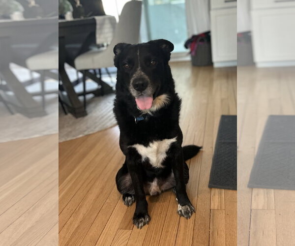 Medium Photo #4 Collie-Labrador Retriever Mix Puppy For Sale in Oakhurst, NJ, USA