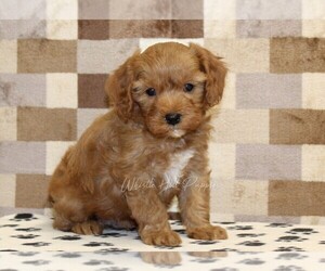 Cavapoo (Miniature) Puppy for sale in DENVER, PA, USA