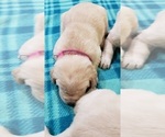 Small #36 Labrador Retriever