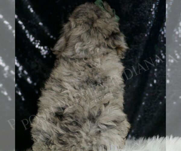 Medium Photo #2 Poodle (Toy) Puppy For Sale in WARSAW, IN, USA