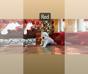 English Cream Golden Retriever Puppy for sale in CORONA, CA, USA