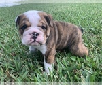 Small Photo #4 English Bulldog Puppy For Sale in SPRING HILL, FL, USA