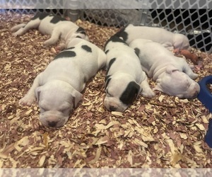 American Pit Bull Terrier Puppy for Sale in FALL RIVER, Massachusetts USA