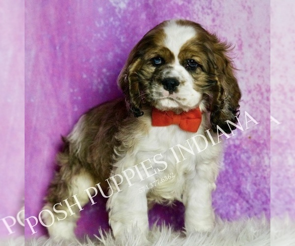 Medium Photo #5 Cocker Spaniel Puppy For Sale in WARSAW, IN, USA