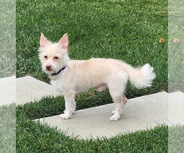 Medium Photo #2 Mutt Puppy For Sale in San Bernardino , CA, USA