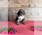 Small #6 Bernedoodle (Miniature)