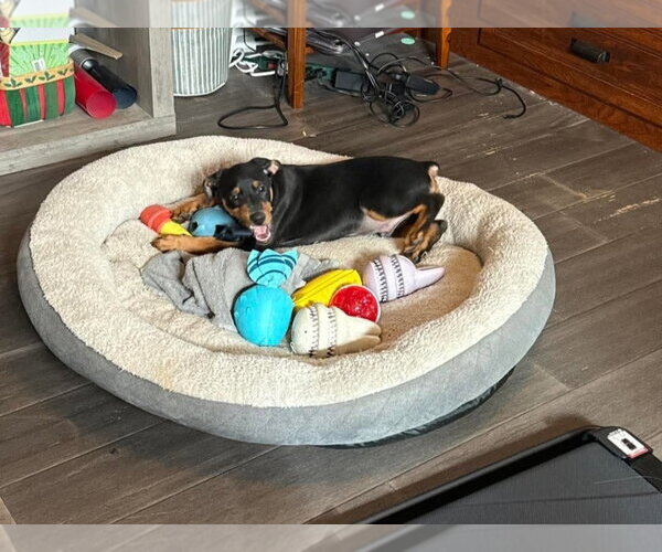 Medium Photo #8 Doberman Pinscher-Unknown Mix Puppy For Sale in Buffalo, MN, USA