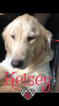 Small Photo #3 Golden Retriever Puppy For Sale in JASPER, GA, USA