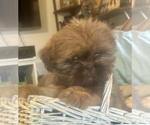 Shih Tzu Puppy for sale in DUFF, TN, USA