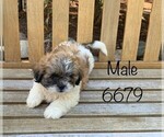 Small Photo #8 Zuchon Puppy For Sale in CLARE, IL, USA