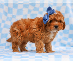 Small #3 Cavapoo (Miniature)