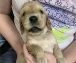 Puppy 10 Cock-A-Poo-Goldendoodle Mix