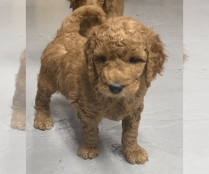 Medium Goldendoodle